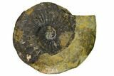 Iron Replaced Ammonite Fossil - Boulemane, Morocco #164477-1